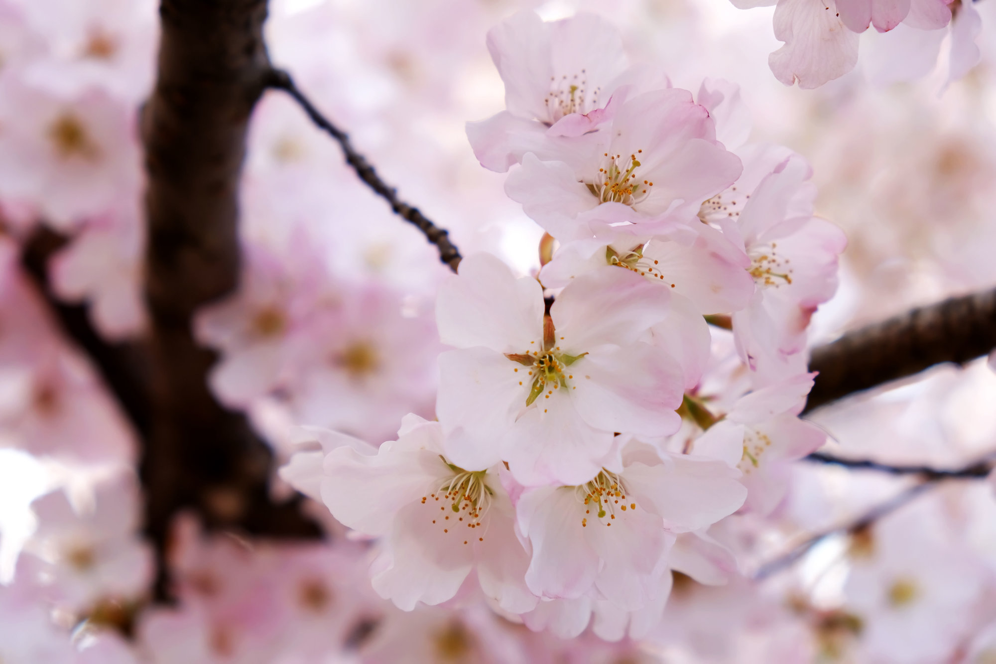 Blossom com. Hanami Cherry Blossom. Китайская вишня цветы. April Bloom. Blossom example.